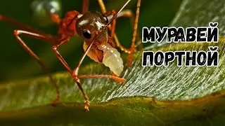 Для шитья муравей использует личинки