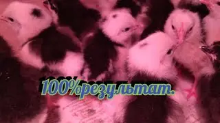 Как вырастить здоровых цыплят без комбикорма и антибиотиков.