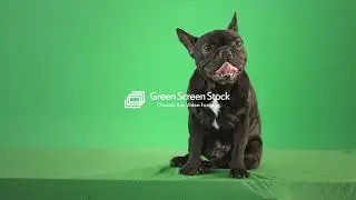 Green Screen Stock Showreel #greenscreen #chromakey