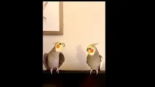 Bird Singing to his Brother on top of the TV!
