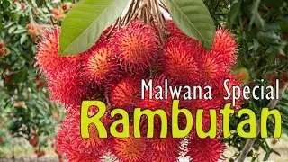 Malwana Special Rambutan - Full Review | മാൽവാന സ്പെഷ്യൽ റംബുട്ടാൻ | मालवाना स्पेशल रामबूटन