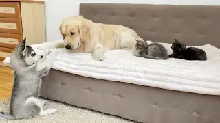 Golden Retriever Helps Husky Puppy Make Friends With Kittens