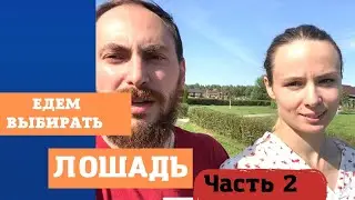 Влог: едем покупать лошадь 2 день.