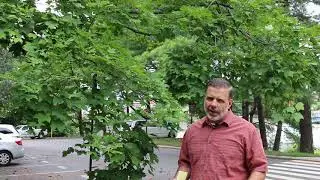 Sugar maple (Acer saccharum) - Plant Identification
