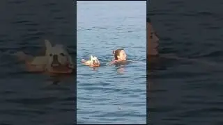 Tatildeyim Keyifteyim😎🐾