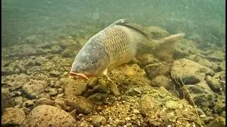 Think Twice Using Popped Up Baits in Current  (Underwater Footage)