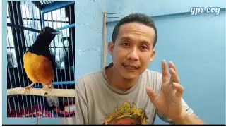 murai batu biar fighter lakukan ini pemula perlu tau