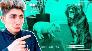 DESCUBRO CÓMO ATACO ESTE ANIMAL SALVAJE A MI MINI PIG...