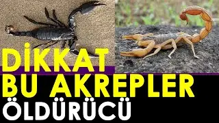 Akreplerin bilinmeyen özelliği bu videoda. İlk kez okuyacaksınız.