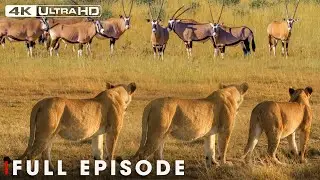 Greatest Fights In The Animal Kingdom | The Fight for Survival 