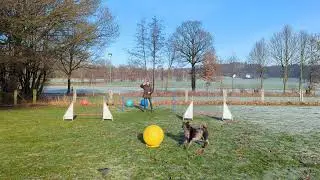 Freestyle Treibball