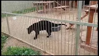 Пумка и Брабус на прогулке. Угощение не берут. Парк 