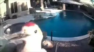 Woodpecker Violently Pecks Camera