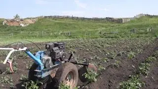 Окучивание картошки мотоблоком МБ-2Б