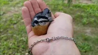 Nuthatch Down