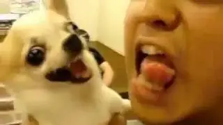Dog bites Chinese guy