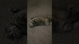 РЫСЬ в доме !!! 😱😱😱