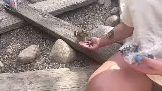Chipmunks