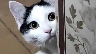 бест интро эва
