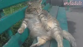 Очень толстый кот сидит на лавочке 1 ЧАС