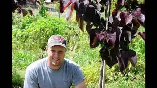 The Pansy Redbuds Growing   in Bucks County at Highland Hill Farm