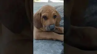 Fila Brasileiro - Mãe, teu peito tá murcho ou eu cresci? #filabrasileiro