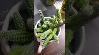 #Peanut Cactus ##shorts