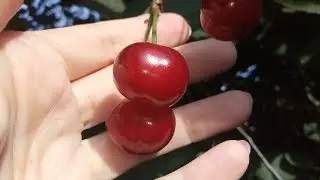 Супер Вишня / Super Cherry