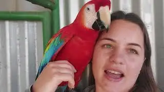 Red macaw speaking - how dear this boy is