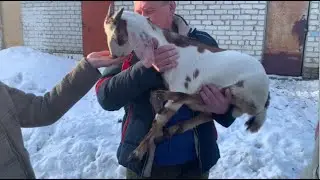 Сократили хозяйство и рады! Козы попали под раздачу. Новогодний квест для внуков!