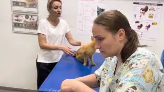 Опасно ли брать кота с улицы? Наглядное пошаговое пособие как сделать доброе дело❤️