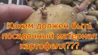 Каким должен быть семенной картофель./ Советы от Александра Атюцкого.