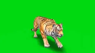 tigergreenscreenvideo tiger video 2022,2023