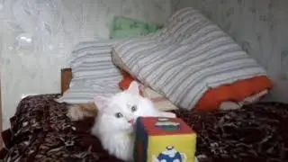 Реакция кота на кубик