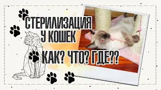 Как вылечить акне у кошки? | Как стерилизовать кошку? | Что делать после стерилизации? | IRA MILLER