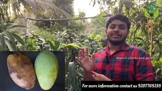 Mango trees available @Malappuram kerala