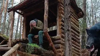 Search for a wild boar | He escaped and became an adult and independent | Dugout.