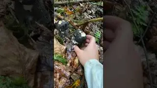 Чорні гриби - бачили такі?