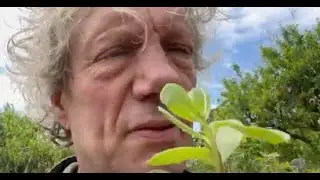 Zomerpostelein , de verse vette vis voor de veganist!
