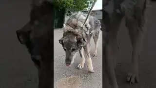 В приюте снова Беда. У Феклы отказывают ноги…😭😭😭 Нам нужна помощь