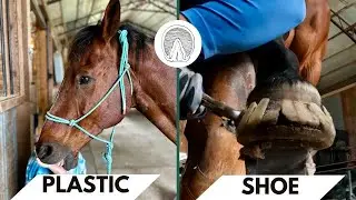Removing Glue-on Shoes and Rehabbing Hooves Part 1