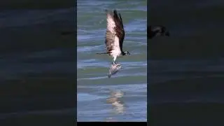 Osprey attack on fish #shorts #youtubeshorts #trending #viralvideo #shortsfeed