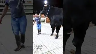 Biggest bull of 2024 