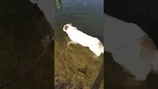 Алабай Булат лето,солнце и вода
