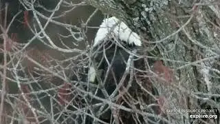 Decorah Eagles  🦅 Visitor with Backpack (explore.org 12 28 2022)