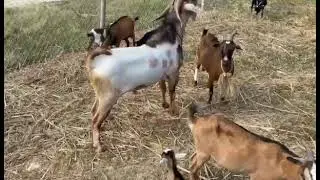[ Big Nubian Buck to Small Native Goats ] Goat Breeding