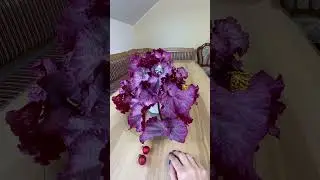 Бегония DS-Розовая Пантера 