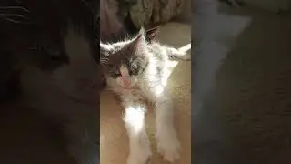 Сиеста мейн-кунов.