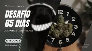 Cultivando Plantas AUTOMÁTICAS, Desafio 65 Dias | Episódio 1