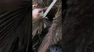 Geocaching in Spring Hammock Preserve